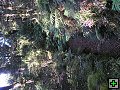 thn_NZ leden-unor 2006 283.jpg